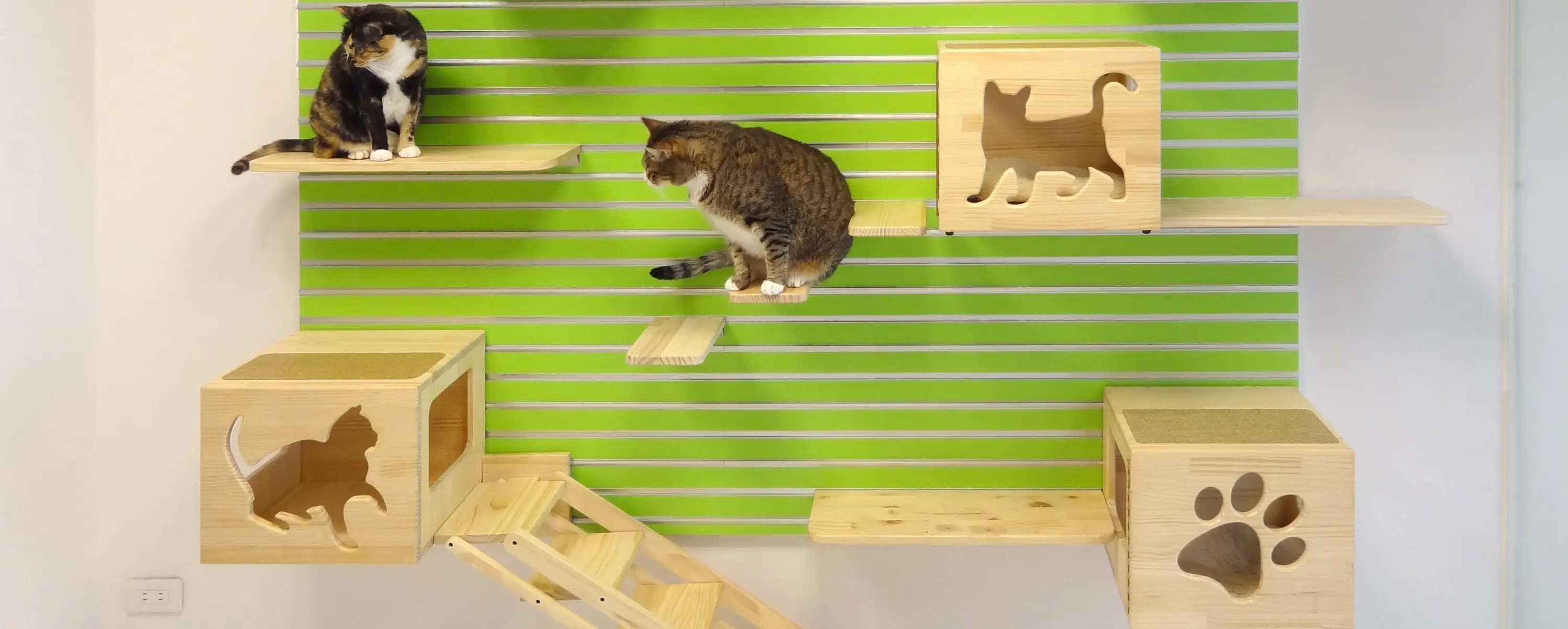 Cat Wall Fun