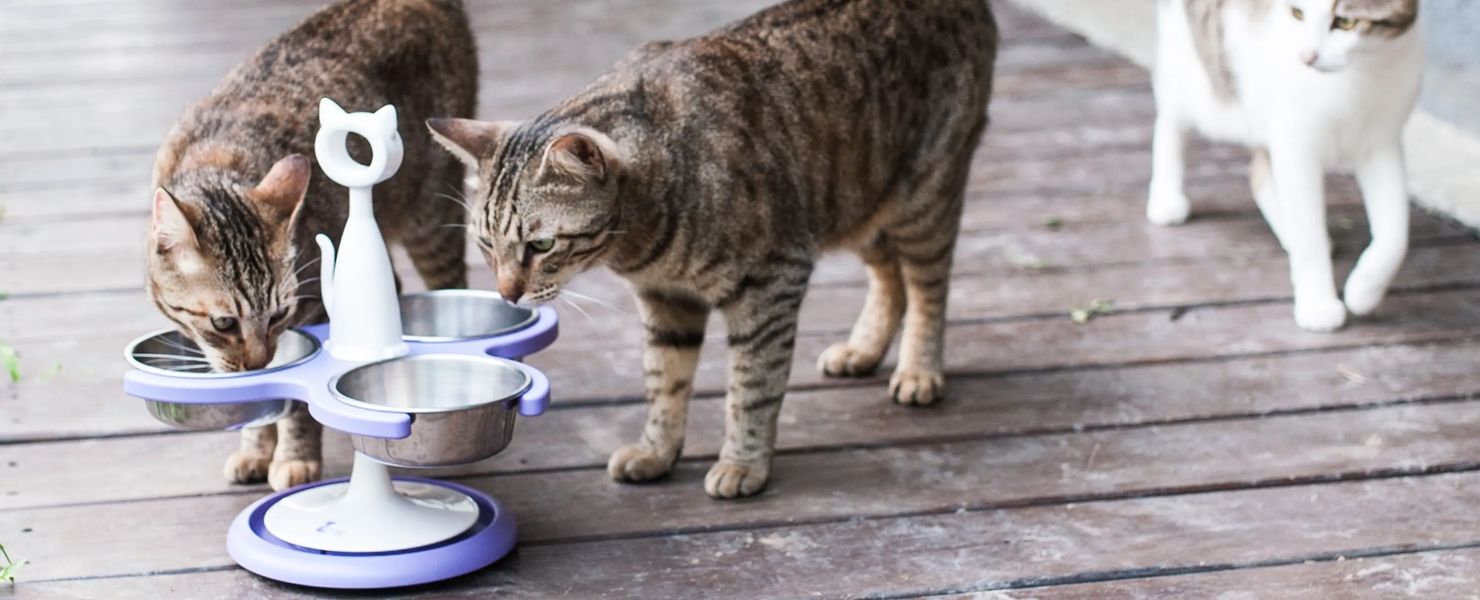 Raised Cat Feeder