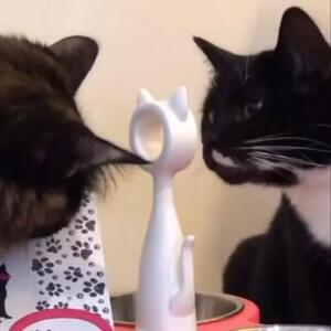 Three Bowl Hott Fuchsia Anti Ant 🐜 Raised Feeder

- STOP THE ANTS, without having to use any chemicals.

- RAISED which helps arthritis and digestion.

- EASY TO CLEAN, all the bowls are stainless and can be removed and are dishwasher friendly. Infact the whole feeder can be washed easily.

- Check it out my website www.krispet.com.au/anti-ant-raised-feeders

Krispet Pty Ltd
.
.
.
#antiant #raisedfeeder #catfeeders #antproblems #catfeeding #catfeeder #cateating #aussiecat #luxurycat #australian #catproducts #cat #catsofaustralia #meowdel #antiant #happycat #petsofinstagram #catsofmelbourne #catsofsydney #catsofbrisbane #raisedfeeder  #catlady #krispet #catbowl  #meow #catsofadelaide #catsofperth #antsbegone #petsupplies #catfood