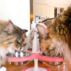 Just happy customers, enjoying their meal in comfort. 

Hott Fuschia Three Bowl Anti Ant 🐜 Feeder. 

- STOP THE ANTS, without having to use any chemicals.

- RAISED which helps arthritis and digestion.

- EASY TO CLEAN, all the bowls are stainless and can be removed and are dishwasher friendly. Infact the whole feeder can be washed easily.

- Check it out my website www.krispet.com.au/anti-ant-raised-feeders

 Krispet Pty Ltd 
.
.
.
#antiant #raisedfeeder #catfeeders #antproblems #catfeeding #catfeeder #cateating #aussiecat #luxurycat #australian #catproducts #cat #catsofaustralia #meowdel #antiant #happycat #petsofinstagram #catsofmelbourne #catsofsydney #catsofbrisbane #raisedfeeder #catman #catlady #krispet #catbowl #meoow #catsofadelaide #catsofperth #antsbegone #maincooncat #maincoonstagram