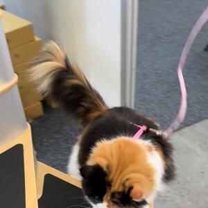 The Spiral Staircase was a hit with our guest Precious 🥰

No more Leaning tower of Cat, with this strong, stylish and modern design. That is built to last.

The stylish cat tree resembles a spiral staircase and is a modular product which can be assembled and disassembled with just a screwdriver.

It has a stable base and 3 full scratchers. It can be screwed directly into a wall. The proper spacing between the steps allows both old cats and kittens move up and down easily. 

Check it out on our website : www.krispet.com.au
.
.
.

#catproducts #cattree #calicocat #catfurniture #catlover