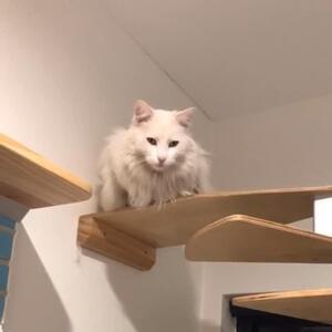 My Julian, giving me the side eye as I pack to go to the Melbourne Catlovers Festival @catloversfestival 
Come and check out our products we are stand G40
.
.
.
#catsofaustralia #catloversofinstagram #catloversfestival #catsofmelbourne #cattree #catproducts #catshow #meow #aussiecat #catfurniture #cattower