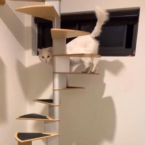 The Spiral Staircase is a Cat Tower that is Beautiful, Strong and Multifunctional.
It’s  not like your average Cat Tower that is built only for kittens, but also for all ages and sizes.
It screws into your wall so that it won’t fall down.
If you’re after a heavy duty product, that strong and stable check out the Spiral Staircase.
We only have 5 in stock so go check it out on our website www.krispet.com.au
 Krispet Pty Ltd 
.
.
.
#cattower #cattower #cattree #catsofaustralia #CatsOfAustralia #bigcats #catsofsydney