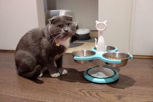 STOCK IS RUNNING OUT !!! 

Three Bowl - Anti Ant 🐜 Raised Feeder in Mint Green 

With summer come the Ant's 🐜🐜 .

We have an all in one solution for your cat's 

- STOP THE ANTS, without having to use any chemicals.

- RAISED which helps arthritis and digestion.

- EASY TO CLEAN, all the bowls are stainless and can be removed and are dishwasher friendly. Infact the whole feeder can be washed easily.

- Check it out my website  www.krispet.com.au 

.
.
.
 #scottishfold #scottishfoldcat #catfood #catproducts #cat #catgram #catsupplies #AntiAnt #antianti #catbowls #catfeeder #cutecats #cats #cats_of_day #catscatscats #catsoffacebook #catsofinstagram #petbowl #ANTS #ants #lifewithcats #happycats #happycats☀️