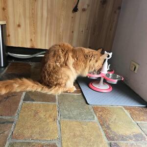 The pictures on my social media are all from my Clients 

AKA Meowdels 😄.

They are Australian Cat's who use the Anti Ant 🐜 Raised Feeder 

- STOP THE ANTS, without having to use any chemicals. By putting water in the moat.

- RAISED which helps arthritis and digestion.

- EASY TO CLEAN, all the bowls are stainless and can be removed and are dishwasher friendly. Infact the whole feeder can be washed easily.

- Check it out my website www.krispet.com.au

Krispet Pty Ltd
.
.
.
 #AntiAnt #antiant  #raisedfeeder  #antproblems  #catfeeding 
 #aussiecat #luxurycat #australian #catproducts #cat #catsofaustralia #meowdel  #happycat #petsofinstagram #catsofmelbourne #catsofsydney #catsofbrisbane #raisedfeeder #catman #catlady #krispet #catbowl #meoow #catsofadelaide #catsofperth #antsbegone #maincoonstagram #ragdollofinstagram