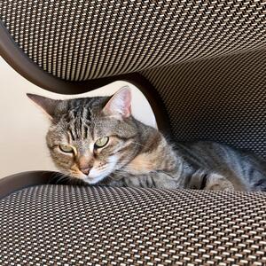 These Meowdels have been my client's since 2017.
Thats when their human purcahsed a Curvynest from us.
We have 1  Small Curvynest left in stock so run to our website, before it's sold out.
www.krispet.com.au
.
.
.
 #tabby  #catlovers  #cattower #cattower  #catlife  #australiancat  #sydneycat #catfurniture #catsofadelaide #catmum #catlovers #mainecoon  #bigcats