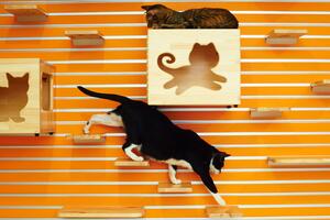 The Modular Catswall is a statement peice in any household.
It's strong, durable easy to clean and what is most important your cats will LOVE IT !
We don't have many in stock !!.
Come visit us at Sydney Cat Lovers Festival in Sydney
on the Sat 23rd and Sun 24th August and check it out in person.
or check it out on our website www.krispet.com.au
@krispet88 
.
.
.
#catlife #catwalls #catfurnituredesign #sydneycat #catbox #modular #livingwithcats 
#catloversshow
