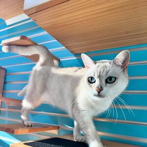 The Modular Catswall is easily installed on any wall and can even be put outside just as long as there is a cover. 
The boxes all easily come in and out and so do the shelves, so you can change things up. 
The best part is the cleaning, use F10 or any detergent and off you go.
 Each box can carry over 60kg and each shelf 30kg. Check out the Modular Catswall on my website
www.krispet.com.au
.
.
.
.
#catfurniture  #catproducts #cat #burmilla #burmillacat