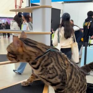 My beautiful guest @marvelcats.bengals loving the Krispet products. 

Check out our products
👉www.krispet.com.au
.
.
.
#catsupplies #petsupplies #catloversfestival #cats #petaccessories  #cataccessories #cat #cattoys #petshop #petproducts #petstore #catfood #petsofinstagram #catlover #catlovers #pets #kittens #catsofinstagram #petshopnovelties #catwall #cattower #dogsandcats #catlife #melbourne #catsofaustralia #bengalcatsofinstagram #bengal #bengalcatworld