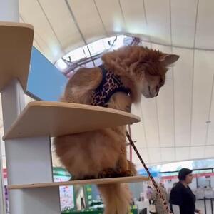 The Spiral Staircase was a hit with our Meowdel Asha @janetchrobok 

No more Leaning tower of Cat, with this strong, stylish and modern design. That is built to last.

The stylish cat tree resembles a spiral staircase and is a modular product which can be assembled and disassembled with just a screwdriver.

It has a stable base and 3 full scratchers. It can be screwed directly into a wall. The proper spacing between the steps allows both old cats and kittens move up and down easily. 

Check it out on our website : www.krispet.com.au
.
.
.

#cattreelife #CatTree #cattree #cattrees #catfurnituredesign #cat #cattower #exoticshorthair #ragdoll #britishshorthair #maincoon #americanshorthair #sphynx #cat #kitten #catlife #bengal #devonrex #somalicat #catproducts #meow #somalicats #catloversfestival