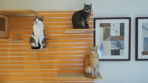 Sometimes the Modular Catswall is shared and sometimes not ….
But what is guaranteed is that it will be loved. 
The Modular Catswall is easily installed on any wall and can even be put outside just as long as there is a cover. The boxes all easily come in and out and so do the shelves, so you can change things up. The best part is the cleaning, use F10 or any detergent and off you go. Each box can carry over 60kg and each shelf 30kg. Check out the Modular Catswall on my website 
www.krispet.com.au
.
.
.
.
#catwall #modular #vets #cathotel #breeder